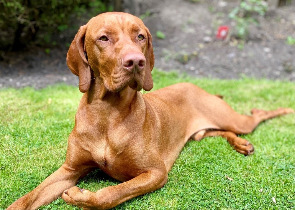 Magyar vizsla majden elveszítette a látását