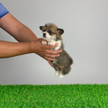 Pembroke Welsh Corgi