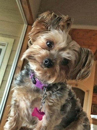 Yorkshire terrier