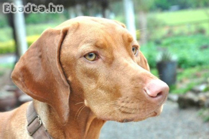 Eladó 1,5 éves szuka magyar vizsla