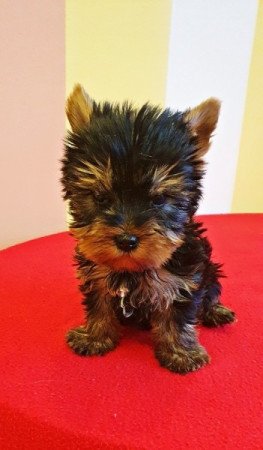 yorkshire terrier