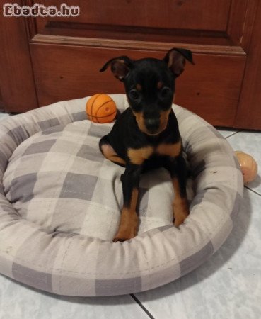 Törpe Pinscher kiskutyák keresik új családjukat
