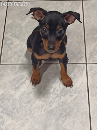 Törpe Pinscher kiskutyák keresik új családjukat