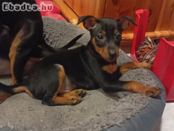 Törpe Pinscher kiskutyák keresik új családjukat