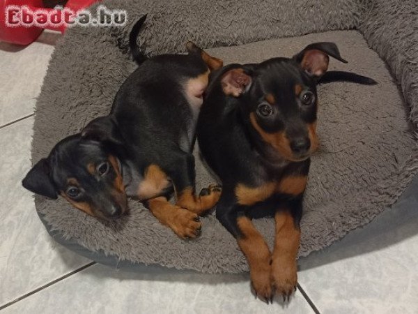 Törpe Pinscher kiskutyák keresik új családjukat