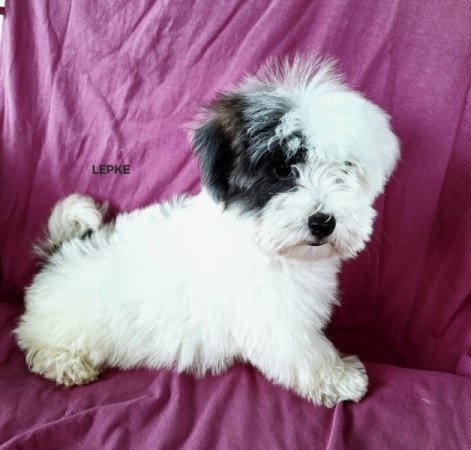 Bichon havanese