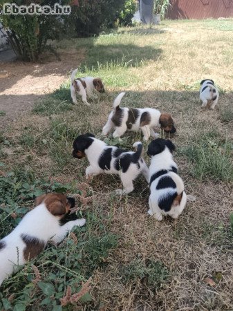 Eladó kiskutyák