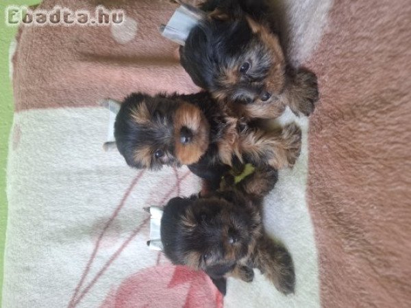 Yorki kis kutyák