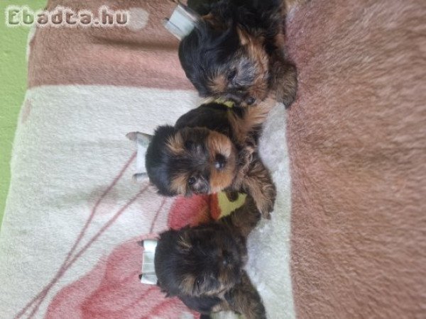 Yorki kis kutyák