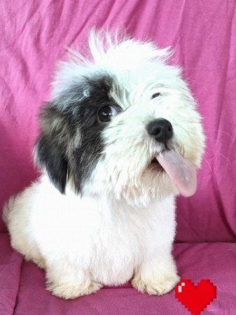 Bichon havanese