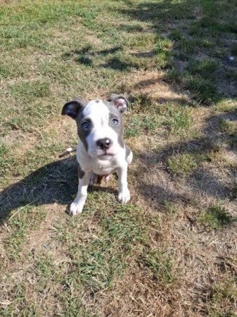 Amerikai Staffordshire Terrier