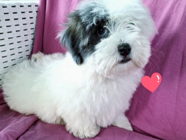 Bichon havanese