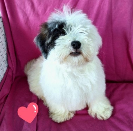 Bichon havanese