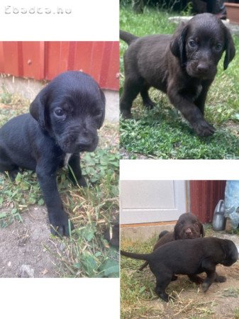 Eladó a képen látható 2 kan német vizsla