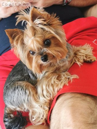 Yorkshire terrier