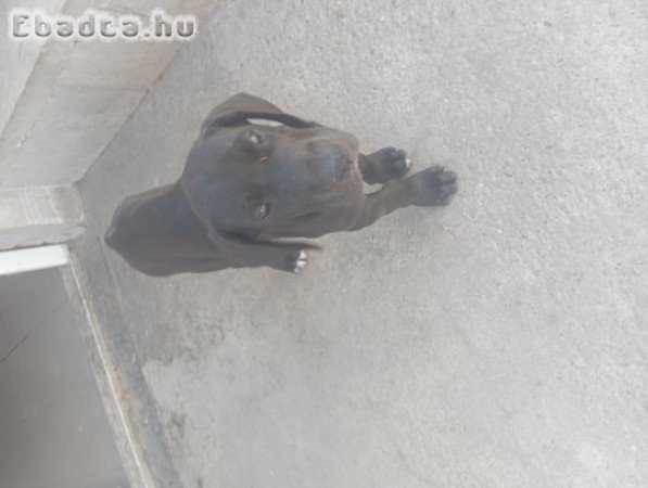 Nèmet dog kislányok