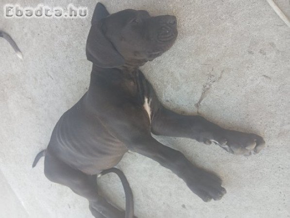 Nèmet dog kislányok