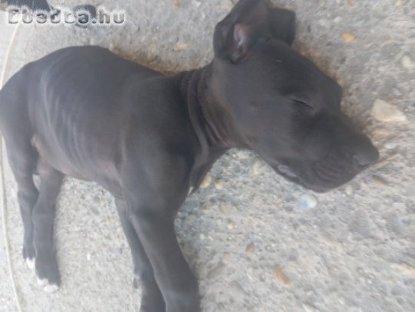 Nèmet dog kislányok