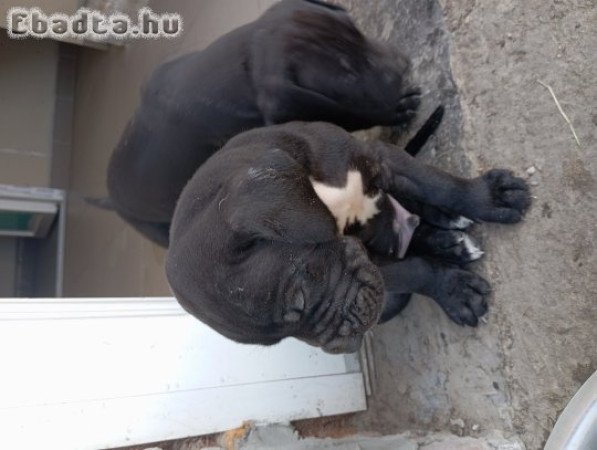 Nèmet dog kislányok