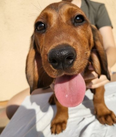 Alpoktáji Tacskókopó