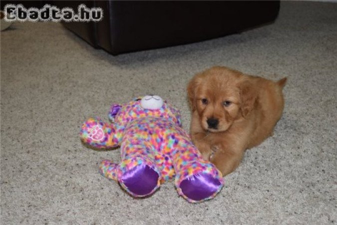 Gyönyörű Golden Retriever kölykök