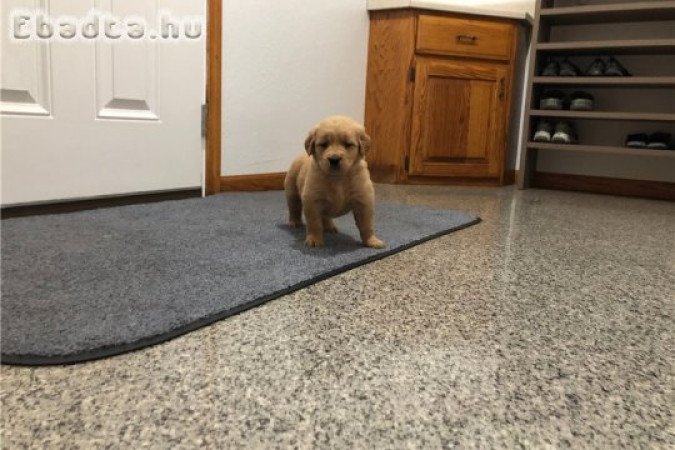 Gyönyörű Golden Retriever kölykök