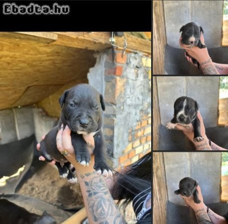 Stafford kis kutyák