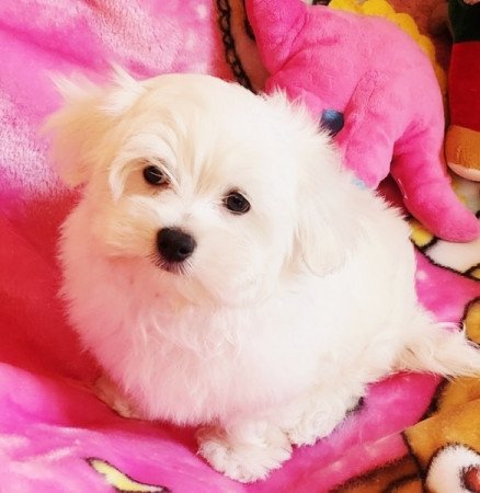 Bichon Havanese