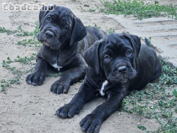 Cane Corso kölykök