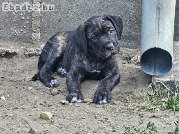 Cane Corso kölykök