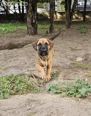 Cane Corso kölykök
