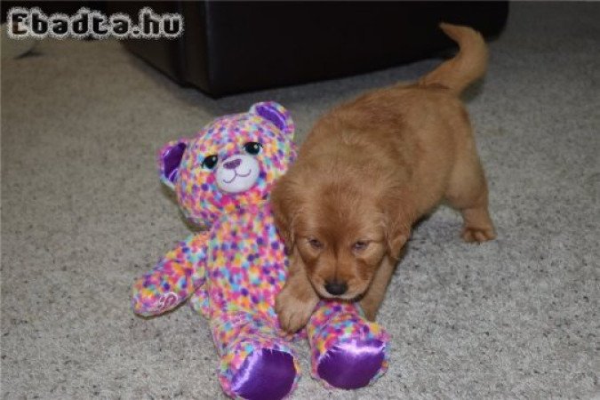 Gyönyörű Golden Retriever kölykök