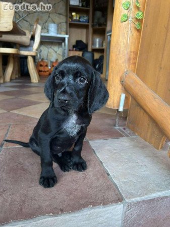 Eladó kan német vizsla