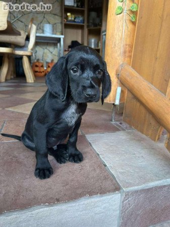 Eladó kan német vizsla