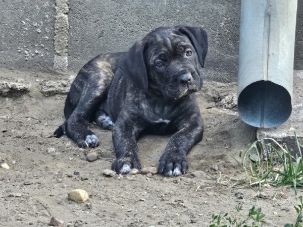 Cane Corso