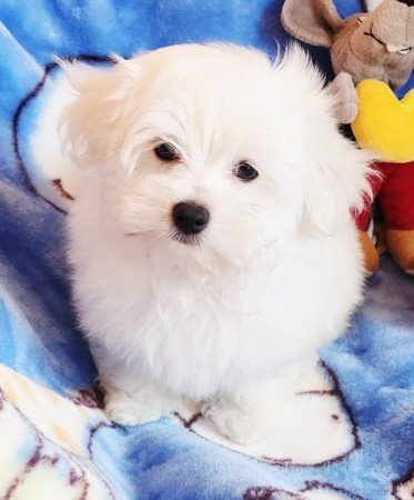 Bichon Havanese