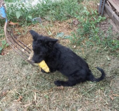 Mudi jellegű kiskutyák gazdit keresnek