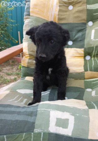 Mudi jellegű kiskutyák gazdit keresnek