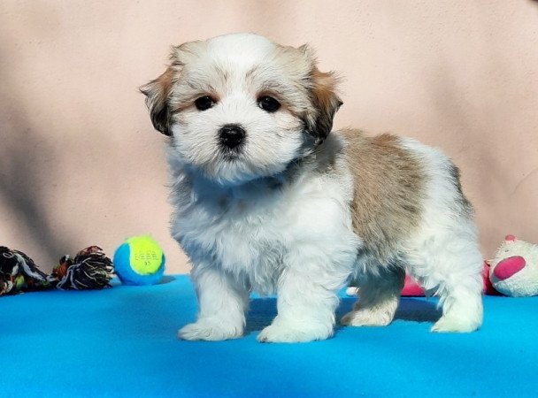 Bichon Havanese