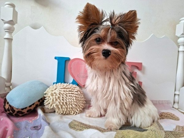 Yorkshire terrier