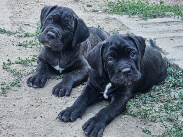 Cane Corso