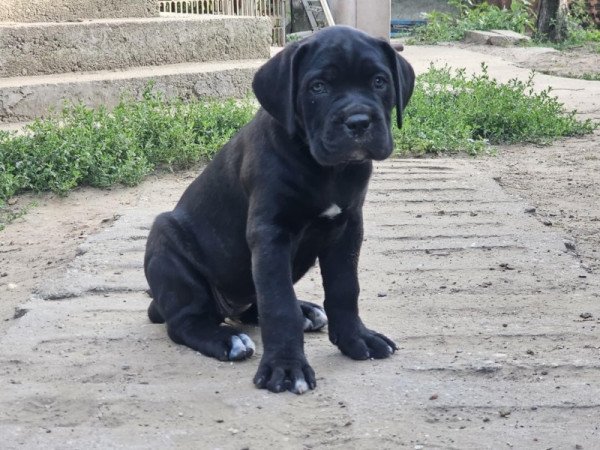 Cane Corso