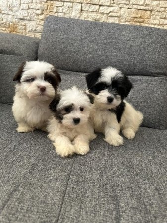 Bichon Havanese