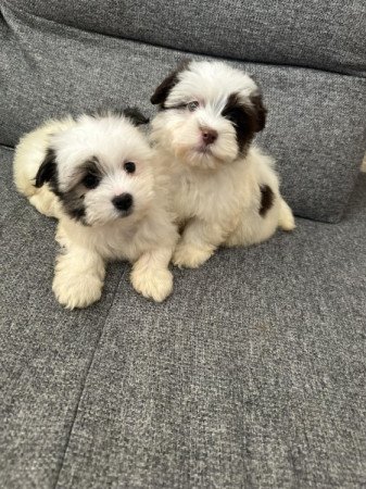 Bichon Havanese