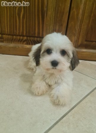 Bichon Havanese
