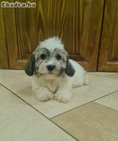 Bichon Havanese