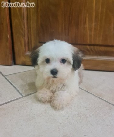 Bichon Havanese