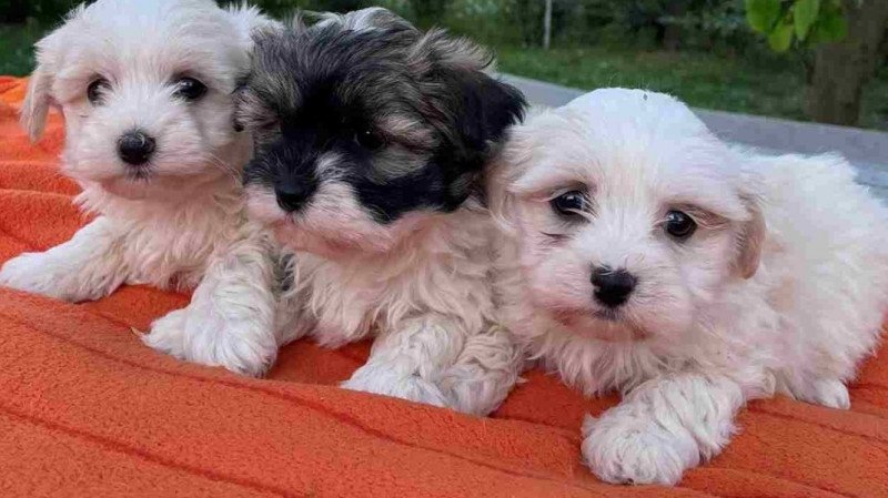 Bichon havanese
