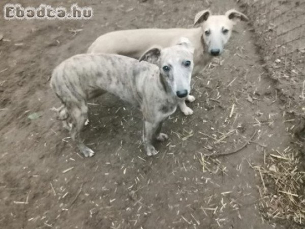 Eladó whippet kiskutyák