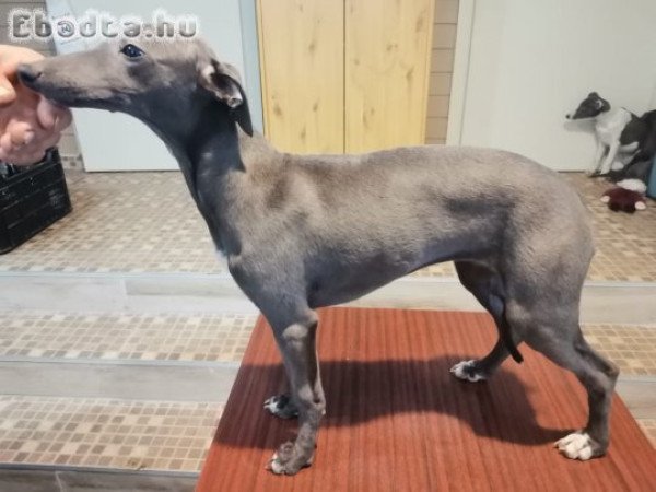 Eladó whippet kiskutyák